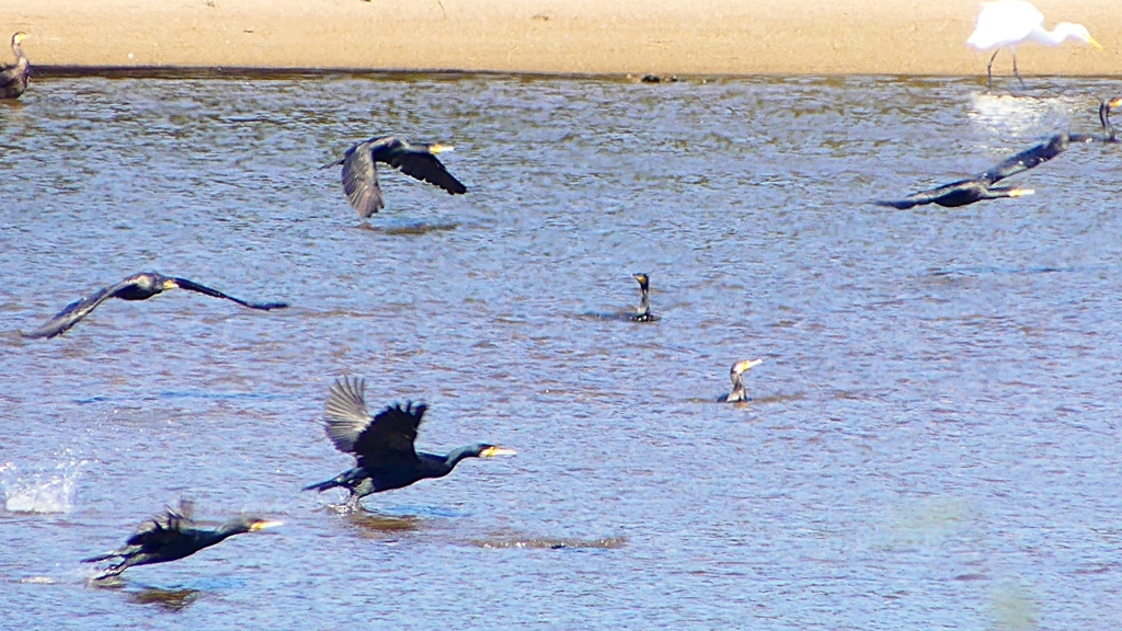 P2330280：カワウの狩り