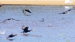 P2330280：カワウの狩り