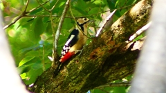 P2250376：アカゲラ（メス）