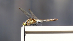 P2380009：アキアカネ（メス）