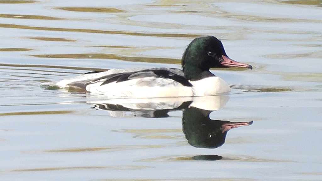 DSCN3083：カワアイサ（オス）