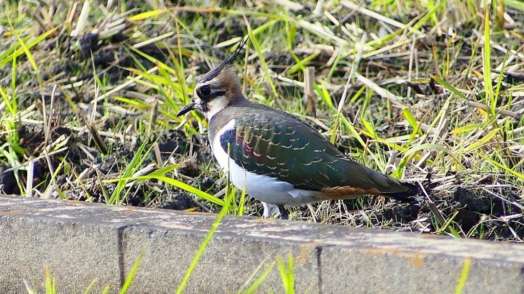 P2340827：タゲリ