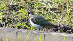 P2340827：タゲリ