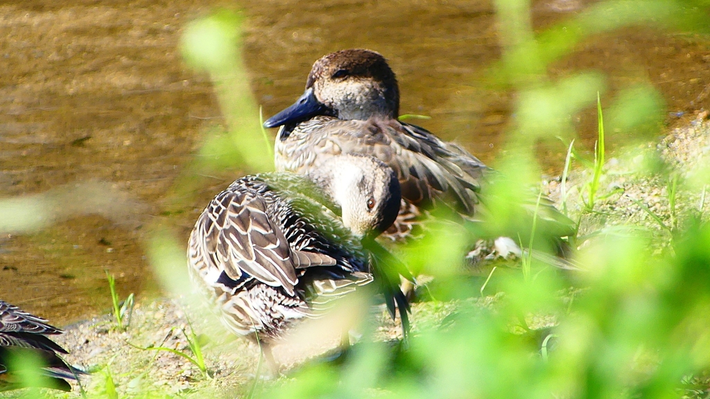 P2330564：コガモ