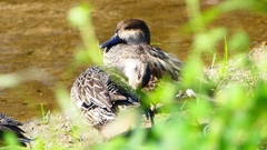 P2330564：コガモ