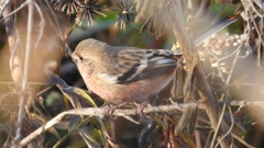 DSCN5724：ベニマシコ