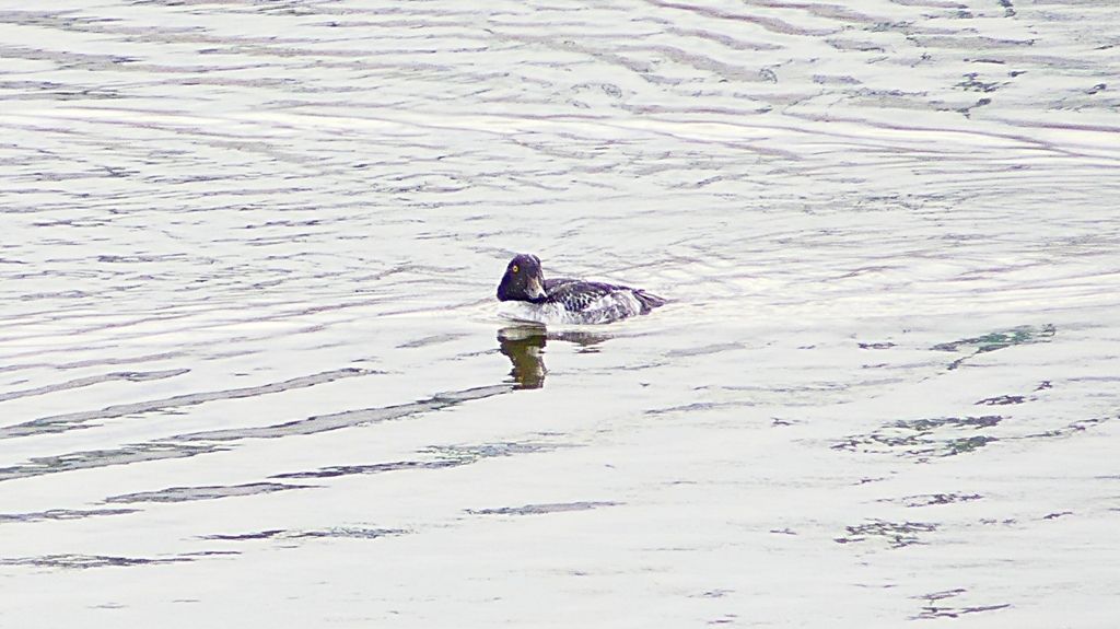 P2400679：ホオジロガモ（メス）