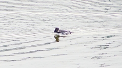 P2400679：ホオジロガモ（メス）