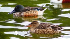 P2330774：ハシビロガモ