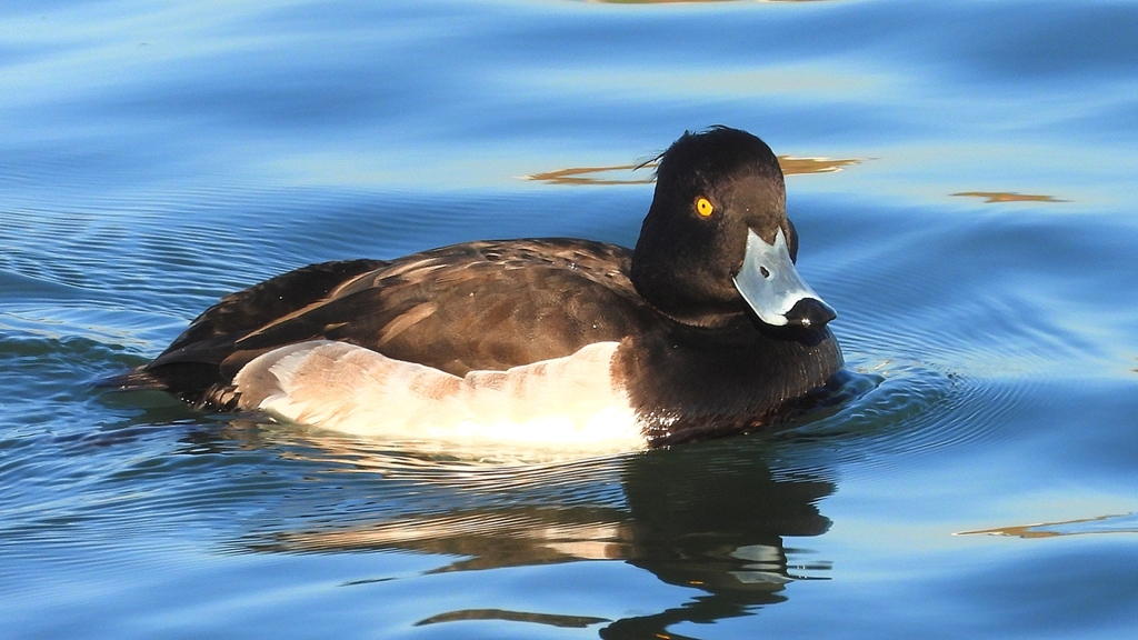 DSCN6495：キンクロハジロ（オス）