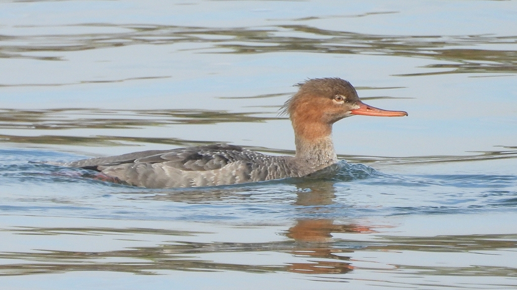 DSCN4472：ウミアイサ（メス）