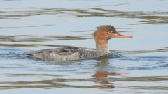 DSCN4472：ウミアイサ（メス）