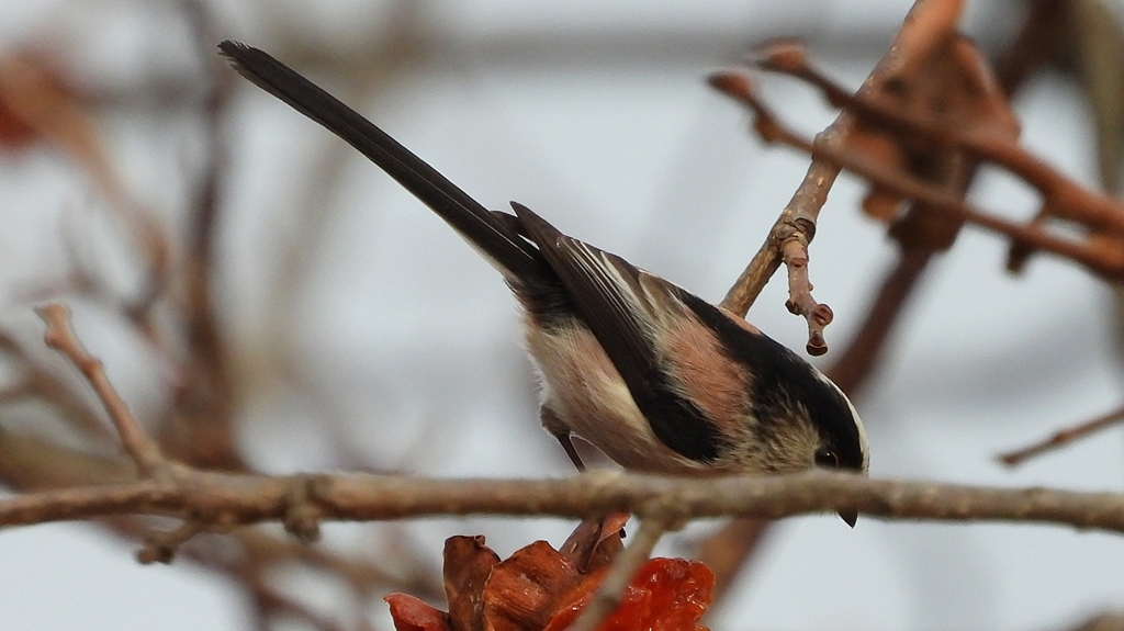 DSCN8504：エナガ