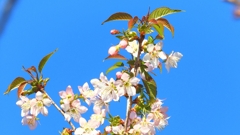 DSCN4794：ヒマラヤザクラ