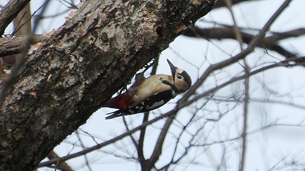 DSCN1679：アカゲラ（メス）