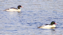 P2410353：カワアイサ