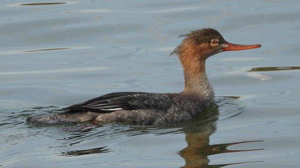 DSCN3190：ウミアイサ（メス）