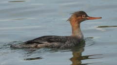 DSCN3190：ウミアイサ（メス）