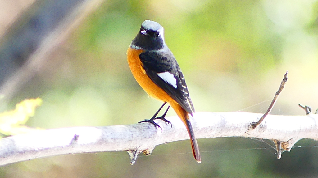 P2300485：ジョウビタキ（オス）