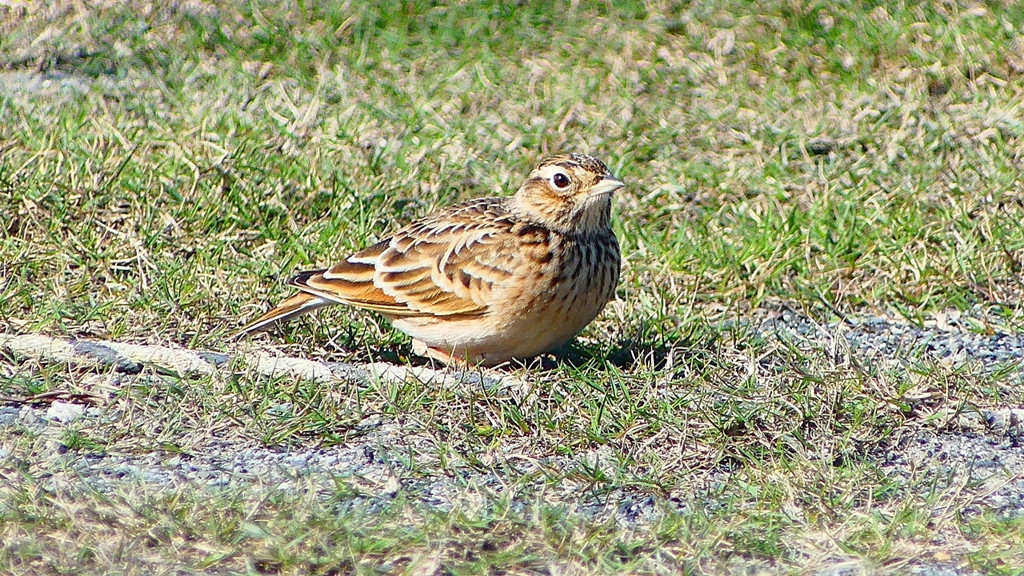 P2320641：ヒバリ