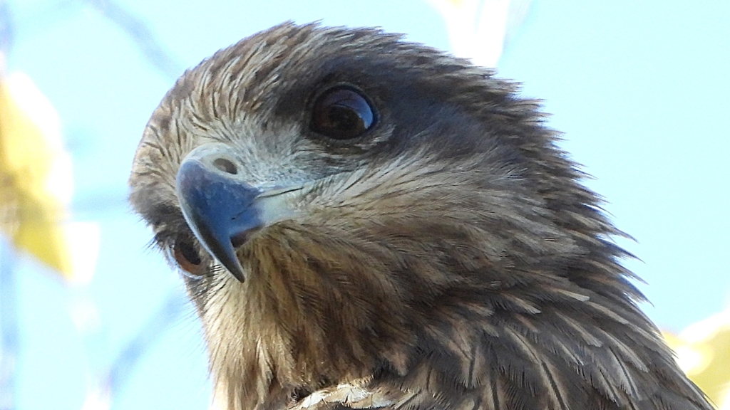 DSCN1409：トビ（顔アップ）