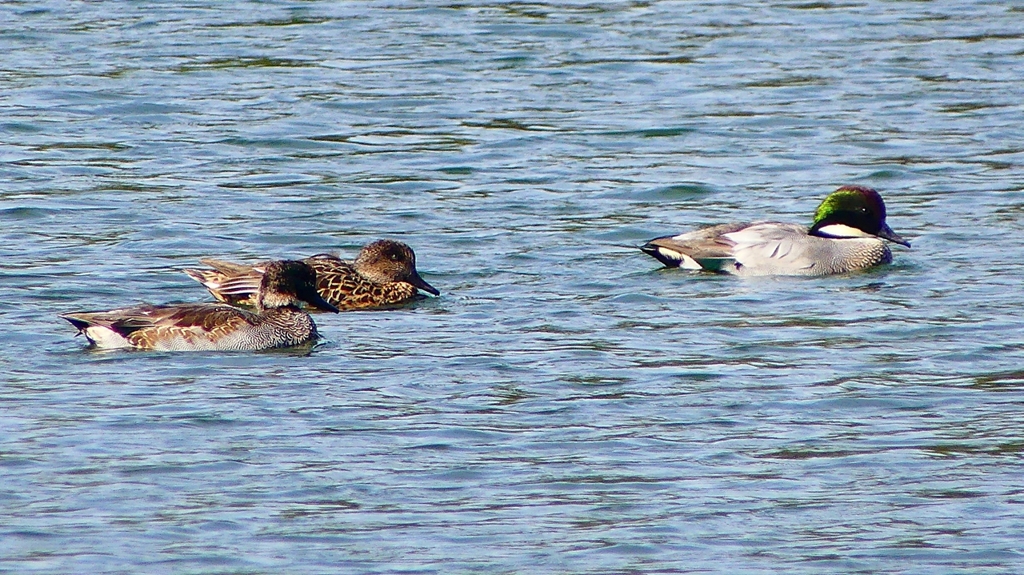 P2360433：ヨシガモ