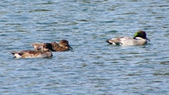 P2360433：ヨシガモ