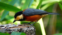 P2360292：ヤマガラ