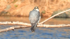 DSCN1472：ハヤブサ