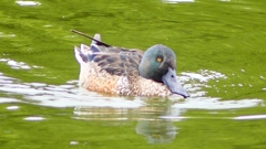 P2330829：ハシビロガモ