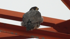 DSCN3481：ハヤブサ