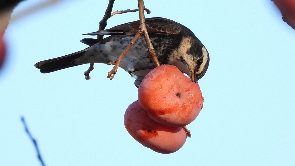 DSCN4708：ツグミ