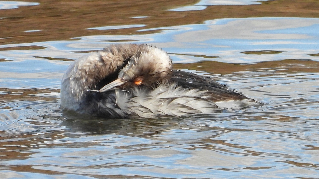 DSCN8021：ハジロカイツブリ