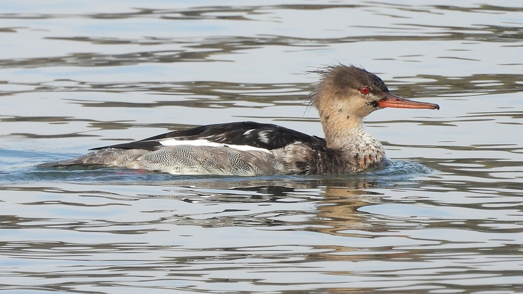 DSCN4464：ウミアイサ（オス）