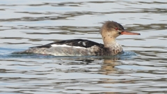 DSCN4464：ウミアイサ（オス）