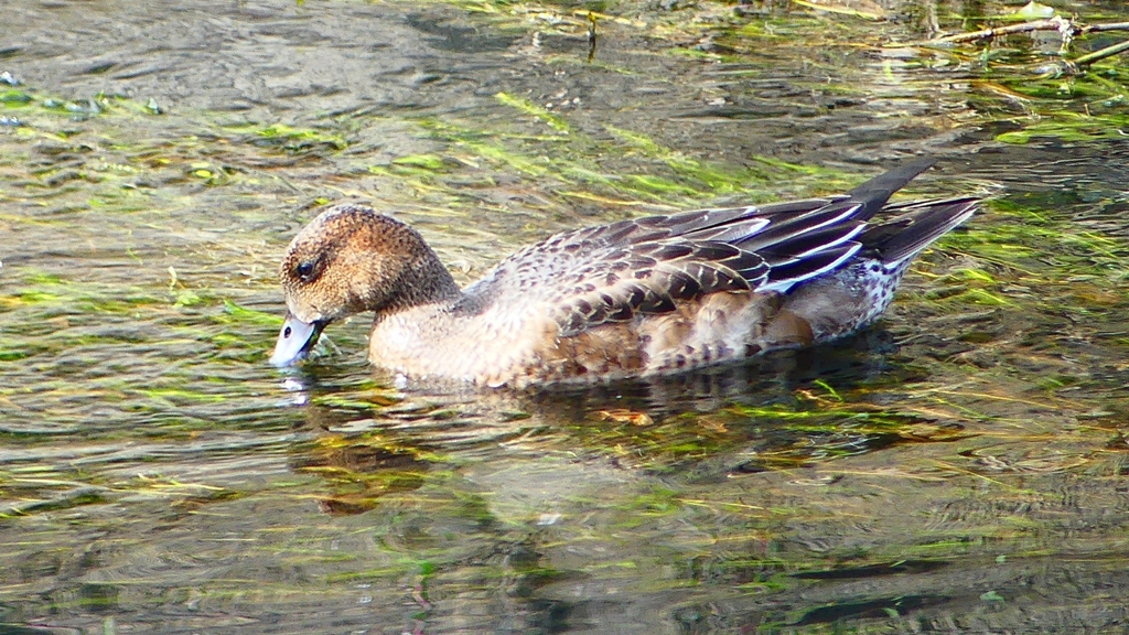 P2350006：ヒドリガモ