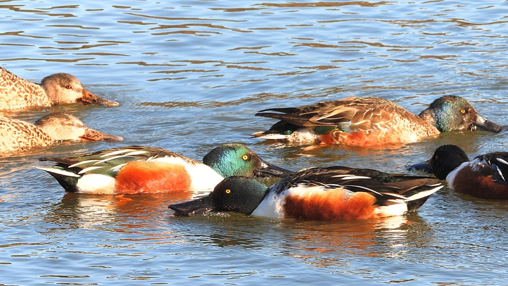 DSCN7028：ハシビロガモ