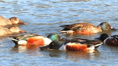 DSCN7028：ハシビロガモ