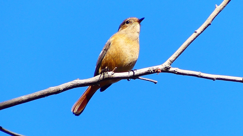 P2400455：ジョウビタキ（メス）