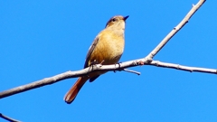 P2400455：ジョウビタキ（メス）