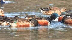 DSCN6085：ハシビロガモ