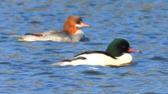 DSCN5870：カワアイサ