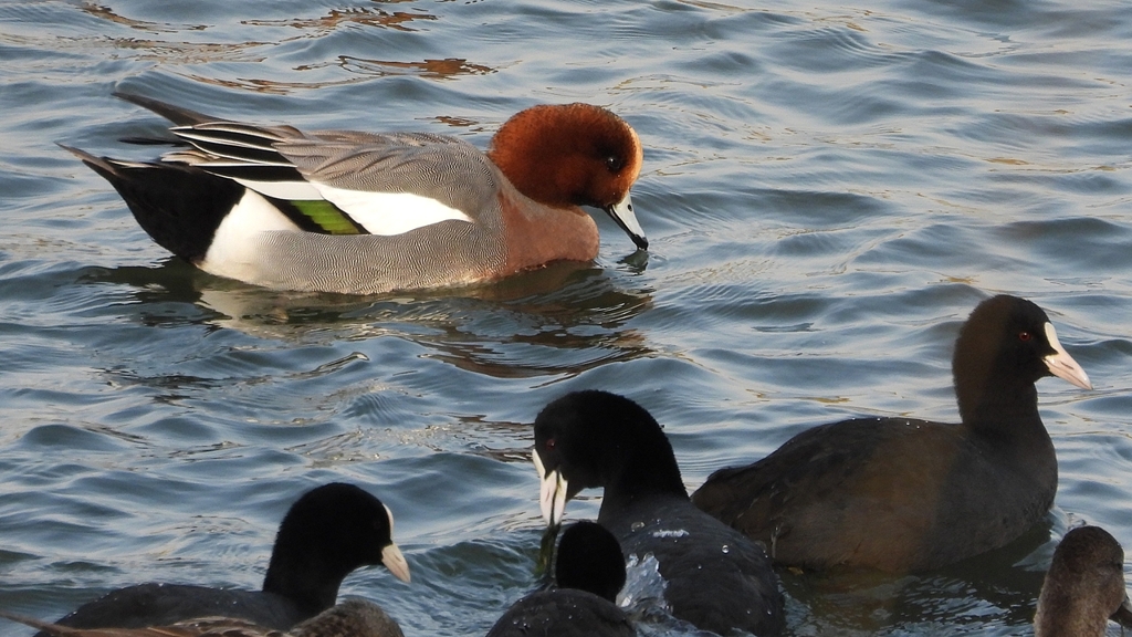 DSCN3952：ヒドリガモ、オオバン