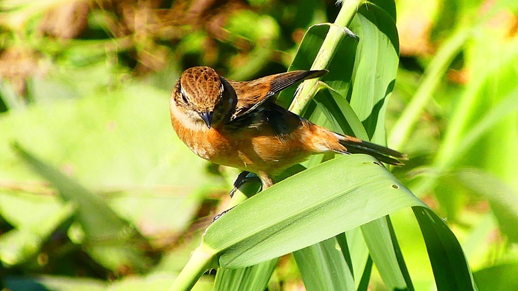 P2300348：ノビタキ