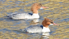 DSCN2014：カワアイサ（メス）