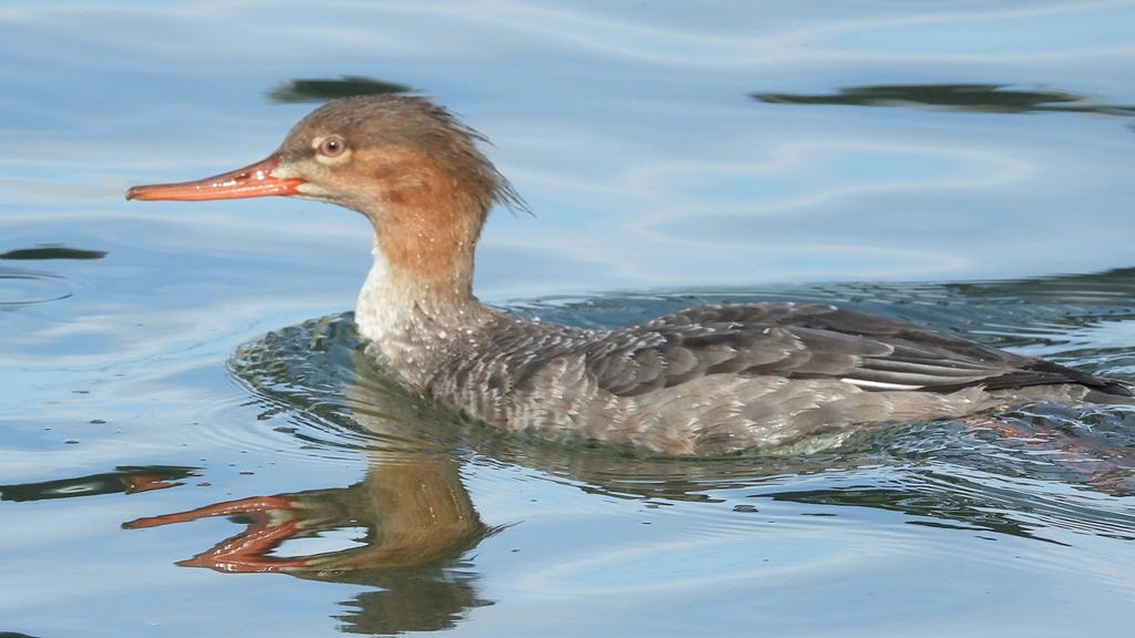 DSCN3194：ウミアイサ（メス）