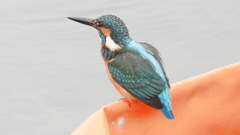 DSCN3382：カワセミ（オス）