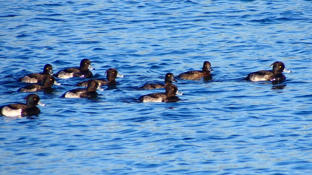 P2380067：キンクロハジロ