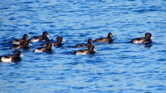 P2380067：キンクロハジロ