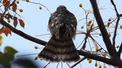 DSCN3025：ハイタカ